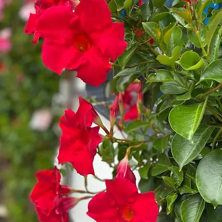 Bernardo Apartament *