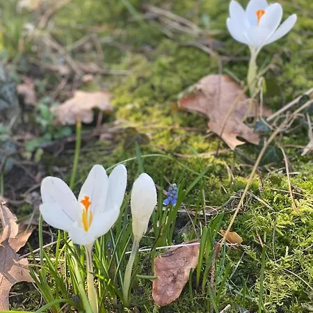 Bernardo Apartament Karpacz